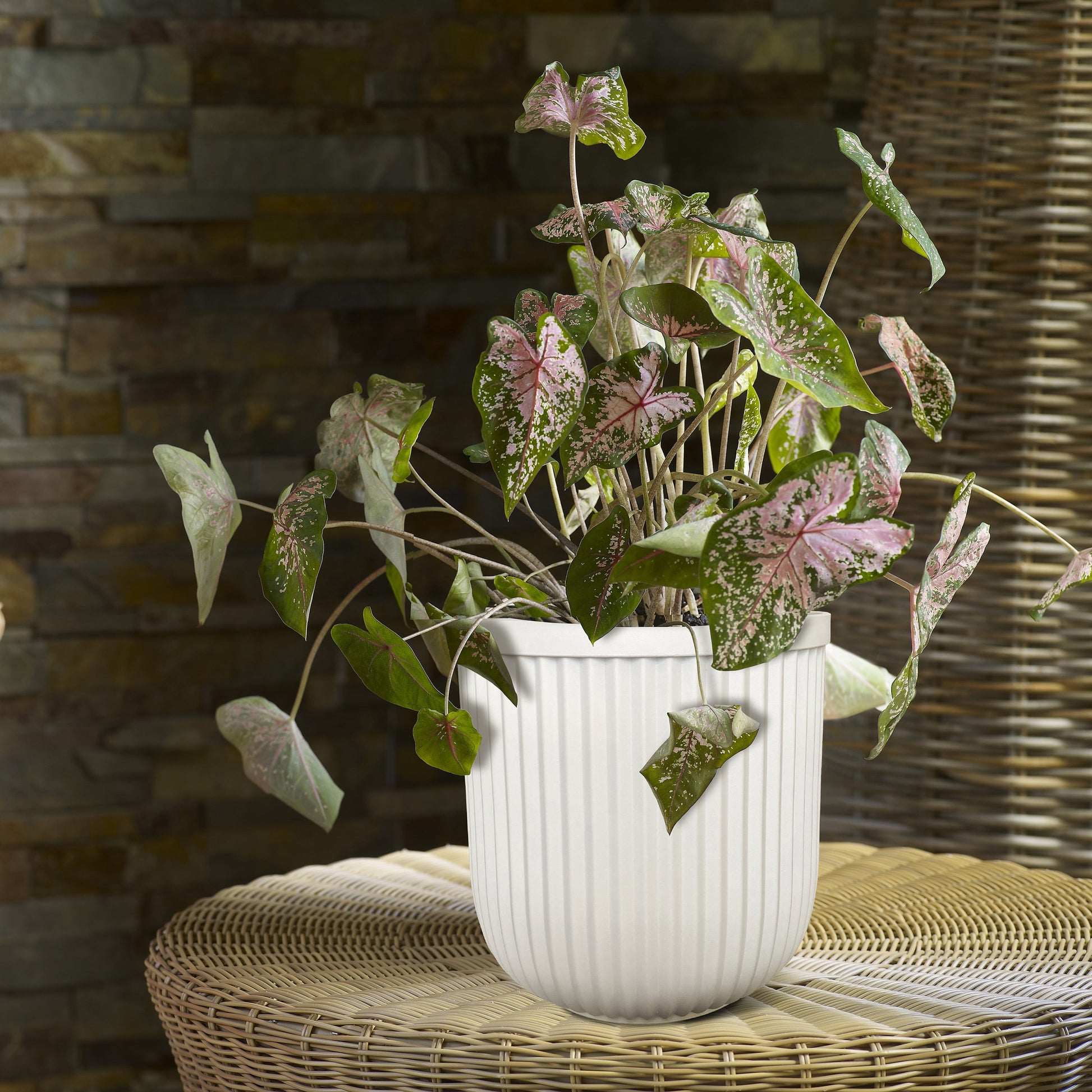 16"W X 16"L X 15.8"H Ellan White Resin Plant Pot Planter